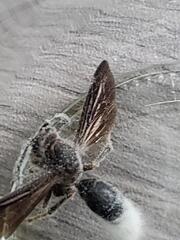 Icing Sugar Wasp