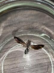 Icing Sugar Wasp 2